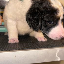 Leo - Parti male Poodle puppy in Toledo, Ohio from Exquisite Dalmatians & Standard Poodles