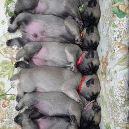 Golden Retriever and Pug Puppies from Ebert Pugs