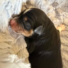Boone - Black tri-color male Assorted Doodle Crosses puppy in Waco, Georgia from Huff Family Doxies & Doodles