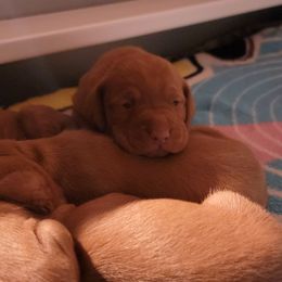 Girl 3 - Golden rust female Vizsla puppy in Springfield, Ohio from Amy's Vizslas