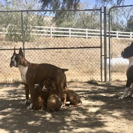 Armenian Gampr and Boxer Puppies from Moonlite Boxers