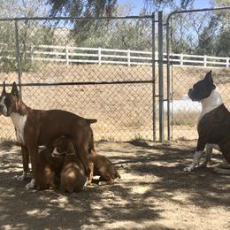 Armenian Gampr and Boxer Puppies from Moonlite Boxers