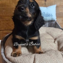 Oreo - Black and tan male Dachshund puppy in Girard, Illinois from Bryant's Babies