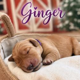 Ginger - Dark golden female Golden Retriever puppy in San Bernardino, California from Thegoldendreams1