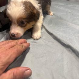 M2 - Black and white male Border Collie puppy in Meridian, Mississippi from Border Hollow Border Collies
