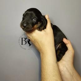 Daisy - Black and tan female Dachshund puppy in Ohio from Brooke's Darling Dachshunds