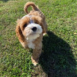 Australian Labradoodle Puppies from Majestic Labradoodles