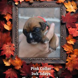 Pink - Fawn female Boxer puppy in Spring, Texas from Sanchez Boxers
