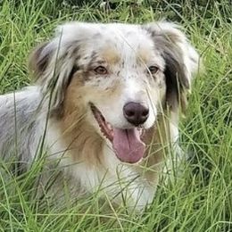 Saige - Australian Shepherd