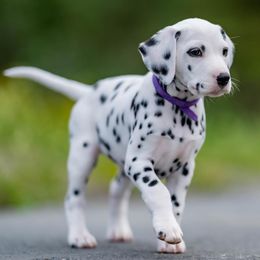 Dalmatians from Fireday Dalmatians