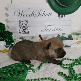 Miss Purple - Red female Cairn Terrier puppy in Savannah, Missouri from WoodSchott Cairn Terriers