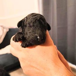 Chow Chow and Poodle Puppies from Pandora