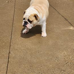 Jodi - Bulldog