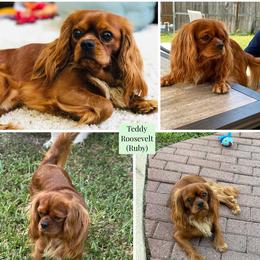 Teddy - Cavalier King Charles Spaniel