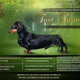 Zoom - Dachshund