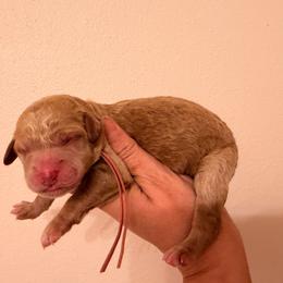 Rose - Apricot female Goldendoodle puppy in Covington, Louisiana from MyKy Puppies