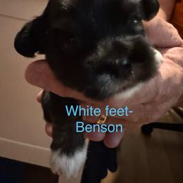 Benson - Black male Lhasa Apso puppy in Snover, Michigan from Lhasa Fur Life