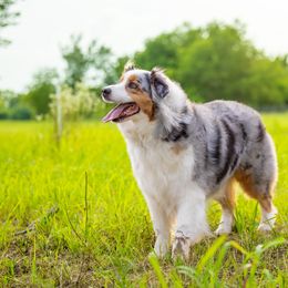 Ellie - Australian Shepherd