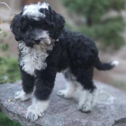 Chai - Black and white female Bernedoodle puppy in Boise, Idaho from Nesting Dolls