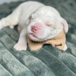 Leo - Caramel cream male Australian Labradoodle puppy in Calhoun, Louisiana from Arrowhead Australian Labradoodles