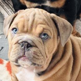 Hank - Blue tri-color male Bulldog puppy in Ranson, West Virginia from EMR’s Bulldogs