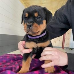 Purple collar female - Black and rust female Rottweiler puppy in Aspers, Pennsylvania from Vom Uberlegenen Rottweilers