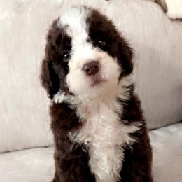 Duke - Brown and white male Aussiedoodle puppy in Denton, Maryland from Royal Conron Doodles