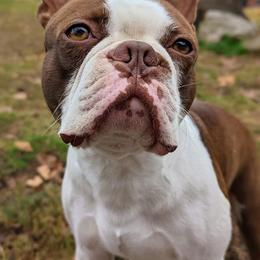 Percy - Boston Terrier