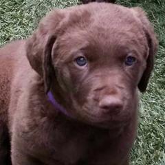 Chesapeake Bay Retrievers, Collies, and Nova Scotia Duck Tolling Retrievers from Dovecreek Chesapeake Bay retrievers