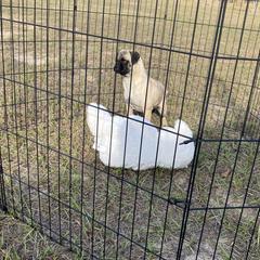 Zoey - Pug