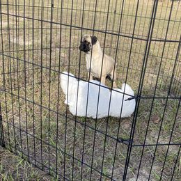 Zoey - Pug