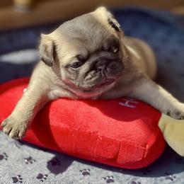 Red - Fawn male Pug puppy in Baylis, Illinois from Cameo's Pugs