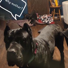 Cane Corso All Grown Up from Good Life Canine