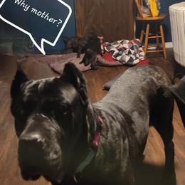 Cane Corso All Grown Up from Good Life Canine