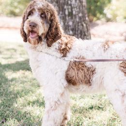 Aussiedoodles and Springerdoodles from Deek’s Designer Doodles