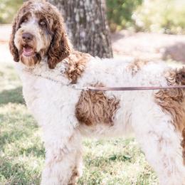 Aussiedoodles and Springerdoodles from Deek’s Designer Doodles