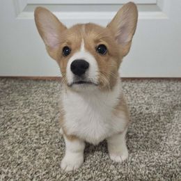 Pembroke Welsh Corgi Puppies from Cody's Corgis