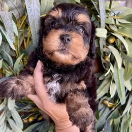 Anthem - Tri-color male Bernedoodle puppy in Superior, Arizona from Mountain Bridge Doodles