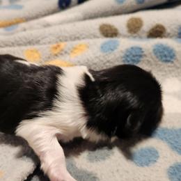 Girl Two - Black and white female Shih Tzu puppy in New Bern, North Carolina from Kuddly Creatures