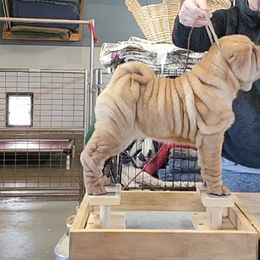 Chinese Shar-Pei Puppies from Shine Shar-Pei