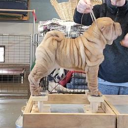 Chinese Shar-Pei Puppies from Shine Shar-Pei