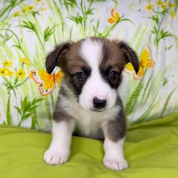 WILLIE - Sable male Pembroke Welsh Corgi puppy in Ritzville, Washington from Sapphire Iris Corgis