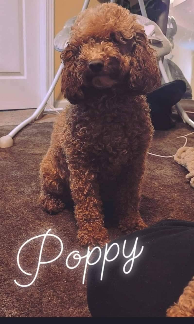 Poppy