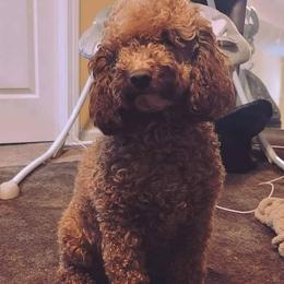 Poppy - Goldendoodle