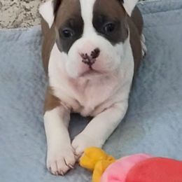 Missy kissy - Fawn female American Staffordshire Terrier puppy in Cosby, Tennessee from Edelhaus Kennel