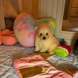Theo - Cream male Pomeranian puppy in Phoenix, Arizona from Luxpomz