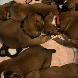 Boxers from C&J European Boxers