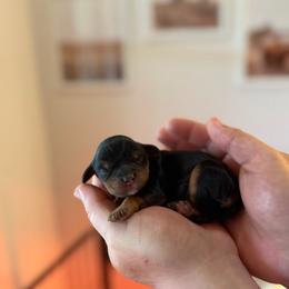 Gator - Black and tan male Cavalier King Charles Spaniel puppy in Gonzales, Texas from Veach Cavaliers & Farm