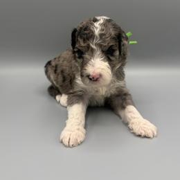 Reese's - Blue merle male Aussiedoodle puppy in Paragould, Arkansas from AC Doodles & Corgis