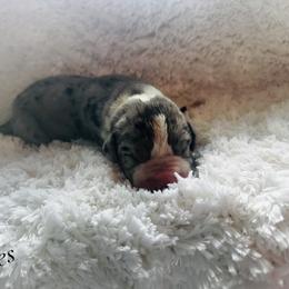 Freckles - Mantle merle male Great Dane puppy in Liberty, New York from Catskills Greatest Danes